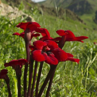 Diphelypaea coccinea